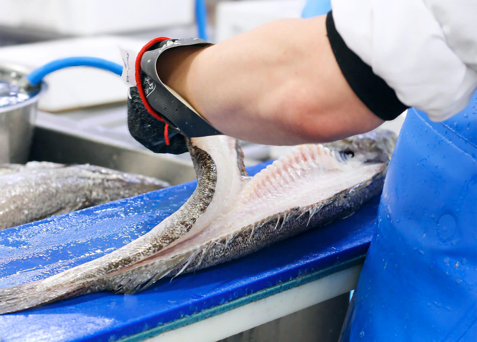 Meet Our Team | Kingfisher Brixham