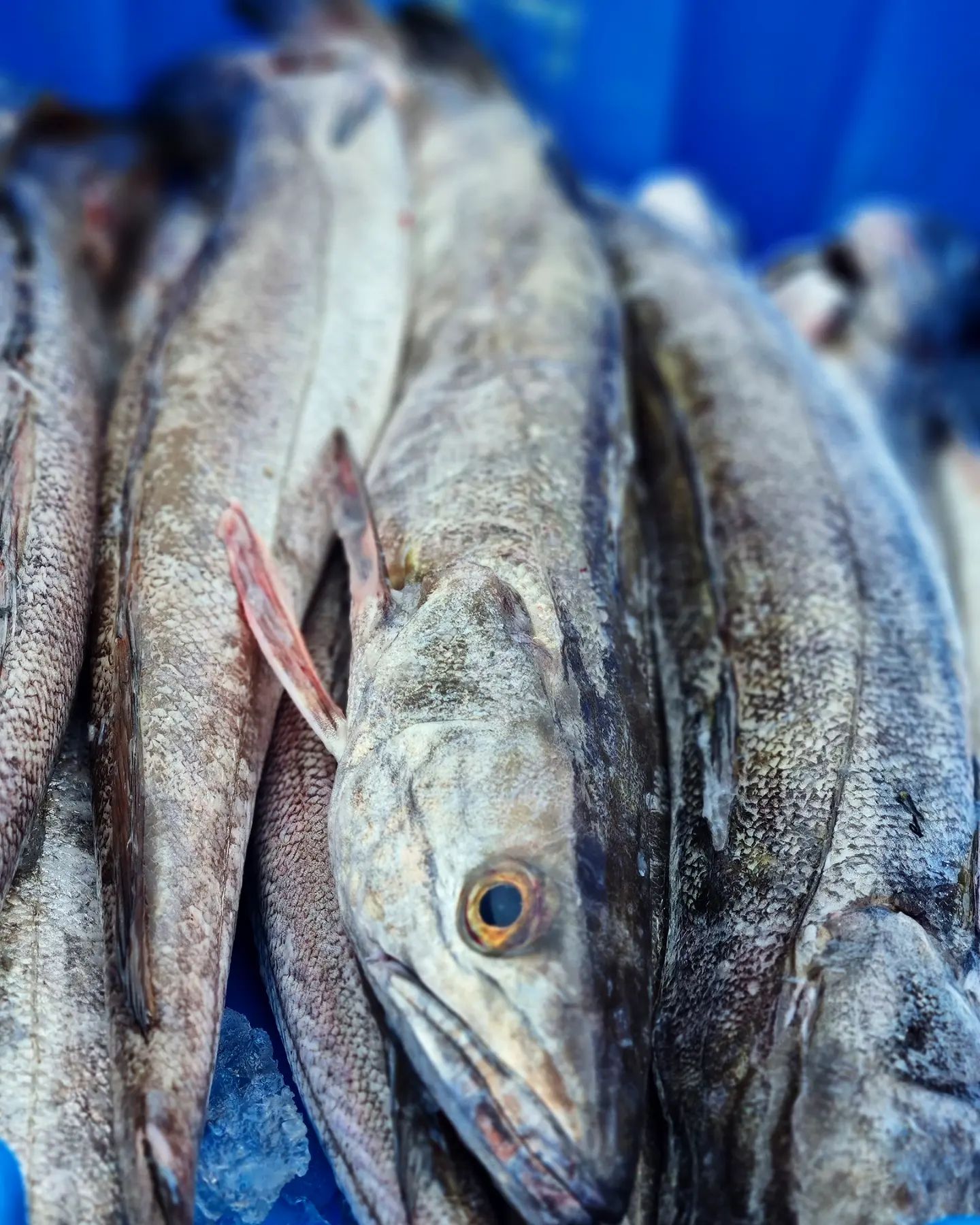 What fish is in season